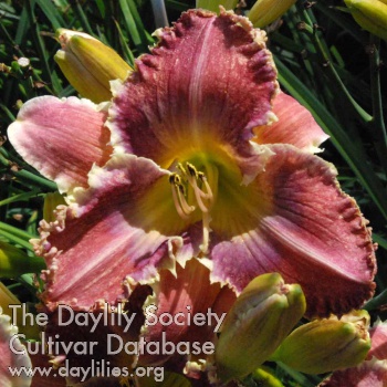 Daylily Touch of Linda